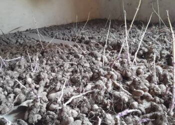 Kankan/Tintioulen: des semenceaux d’ignames distribués aux groupements de la Sous Préfecture à Tintioulen kôdô