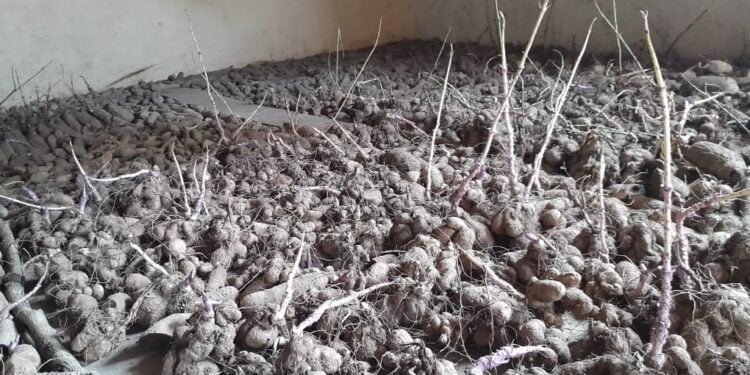 Kankan/Tintioulen: des semenceaux d’ignames distribués aux groupements de la Sous Préfecture à Tintioulen kôdô