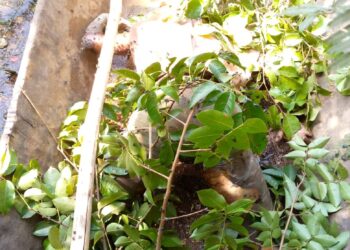 Siguiri : Deux découvertes de corps en une journée