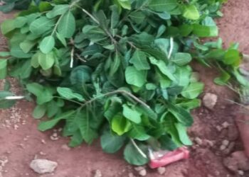 Siguiri : un corps retrouvé dans une mine « abandonnée » à Tinkolen