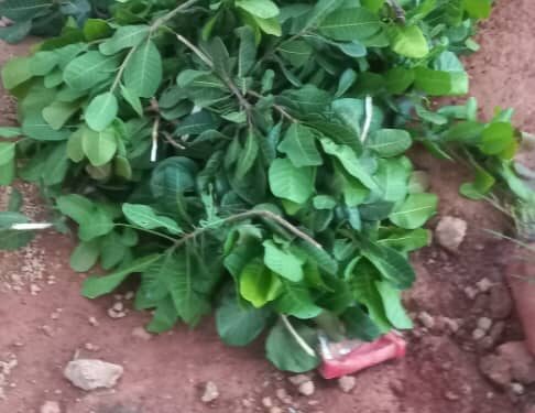 Siguiri : un corps retrouvé dans une mine « abandonnée » à Tinkolen