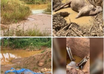 Exploitation aurifère en Haute Guinée :La faune et la flore, impactées par l’usage abusif des produits chimiques(Enquête)