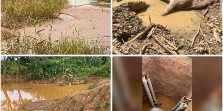 Exploitation aurifère en Haute Guinée :La faune et la flore, impactées par l’usage abusif des produits chimiques(Enquête)