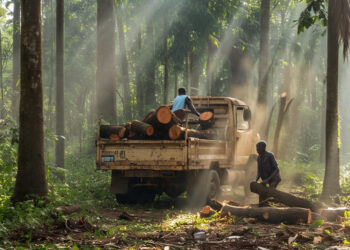 Guinée : Le ministère de l’Environnement interdit la coupe et le transport des bois.