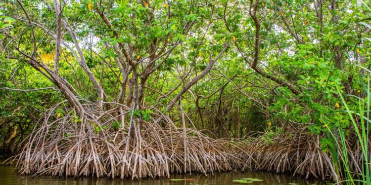 Protection de l’environnement: la Guinée ratifie l’accord sur le Centre international de la mangrove