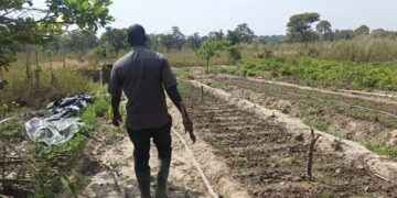 Kankan : les producteurs agricoles impactés par la pénurie de carburant (reportage).