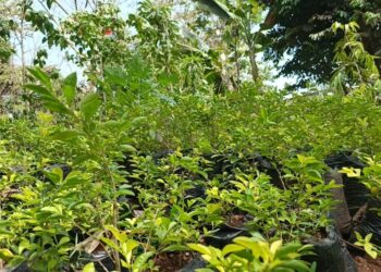 “Un anniversaire, un arbre” : Un challenge pour reverdir la forêt de Kakimbo 