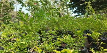 “Un anniversaire, un arbre” : Un challenge pour reverdir la forêt de Kakimbo 