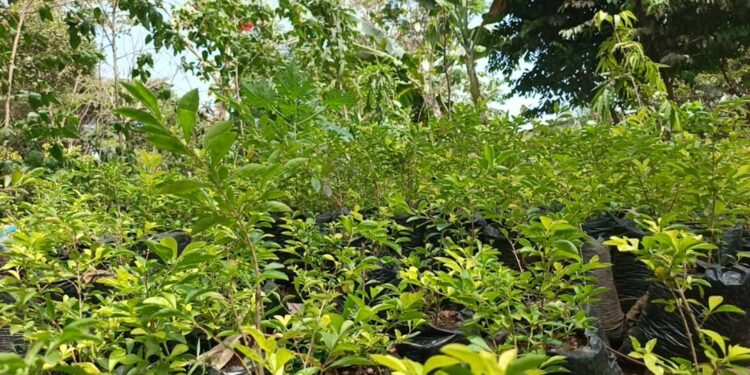 “Un anniversaire, un arbre” : Un challenge pour reverdir la forêt de Kakimbo 