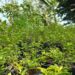 “Un anniversaire, un arbre” : Un challenge pour reverdir la forêt de Kakimbo 